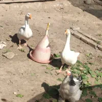 تعدای حیوان درجه یک نژادار|حیوانات مزرعه|مرند, |دیوار