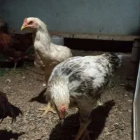 فروش خروس دو رگ|حیوانات مزرعه|پاوه, |دیوار