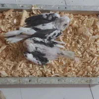 چند جوجه سرلاکی فروشی