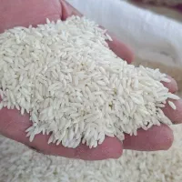 برنج کاظمی دانه بلند سورتینگ