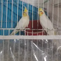 عروس هلندی بضمانت تخم جوجه