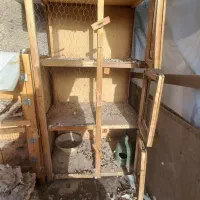 جفت کنی کفتر