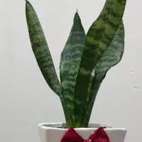 گل و گیاه هدیه روز مادر