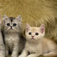 گربه بریتیش|گربه|تبریز, |دیوار