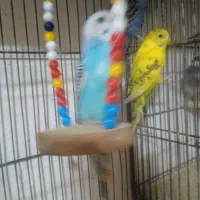 تعدادی مرغ عشق جوجه سرحال وزیبا ودستی|پرنده|بروجرد, |دیوار