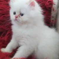 گربه|گربه|کرمانشاه, |دیوار