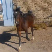 اسب مادیان|اسب و تجهیزات اسبسواری|اصفهان, قهجاورستان|دیوار