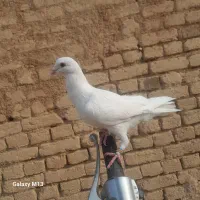 کفتر