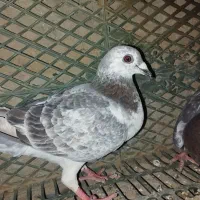 یک جفت کبوتر مسافتی