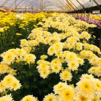 داودی از تولید به مصرف