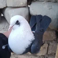 کفتر کله سفیدکربلایی زاغ دم سفید سرخ. افغانی رنگی