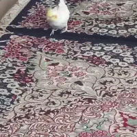 پرنده|پرنده|هشتگرد, خور|دیوار