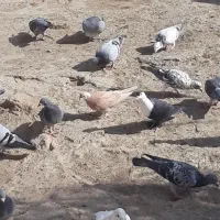 جفت جوجه ابلق قهوای و ابلق زرد|پرنده|زهک, |دیوار