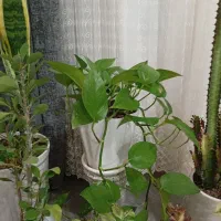 گلهای طبیعی|گل و گیاه طبیعی|دره شهر, |دیوار