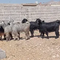 بز ابستن داشتی|حیوانات مزرعه|بهبهان, |دیوار