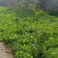 170متر زمین واقع در خر من خاک