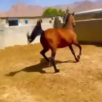 مادیون کرد خالص|اسب و تجهیزات اسب‌سواری|اصفهان, سرشبادران|دیوار