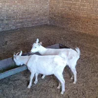 بزغاله سانن