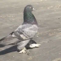 یاهو صحرایی اصل