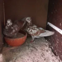 کبوتر|پرنده|رشت, استقامت ۱|دیوار