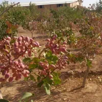 زمین پسته حسین آباد چاه امید