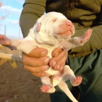 توله الابای اصیل و شجره دار.معاوضه و فروش|سگ|تهران, مشیریه|دیوار