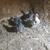 س چند جفت کبوترسالم سرمست المانی|پرنده|سورک, |دیوار