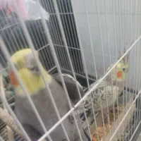 یک جفت عروس هلندی شوخ و بخون|پرنده|بافق, |دیوار