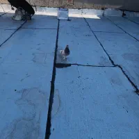 کفتر سبز دم سفید|پرنده|فردیس, شهرک ناز|دیوار