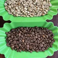 قهوه تازه رست ژارگون فروش عمده