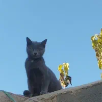 گربه نژادراشن بلو