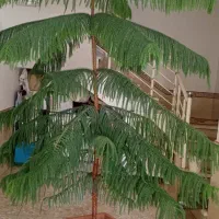 گل آپارتمانی|گل و گیاه طبیعی|اشنویه, |دیوار