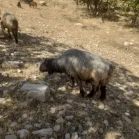 فروش قوچ