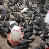 جوجه بوقلمون ۴۰ روزه