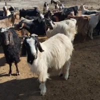 ۲۵ بز ( فروش به تعداد دلخواه مشتری)