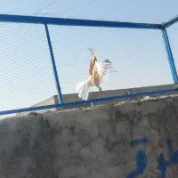 حیوون پرشی|پرنده|اردکان, |دیوار