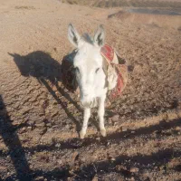 مچخر12000000 میلیون روستای تجرود
