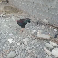 خروس چابهاری زات دار
