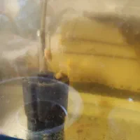 لجن خوار پوزه بوته ای البینو