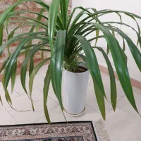 گلدان طبیعی