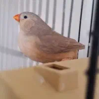 فنچ ماده کینگ نوک ریز تن نرفته اورنج