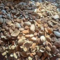 نیروی خانم جهت کار در گارگاه بادام شکنی