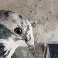 کبوتر پلاکی  با این شمار تماس بگیرید|پرنده|اهواز, ۳۰ متری|دیوار