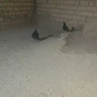 کبوتر پلاکی جفت
