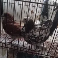 کفتر درجه یک