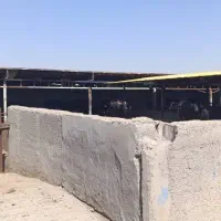 دامداری کامل مجهز برای فروش فوری|فروش دفتر صنعتی، کشاورزی، تجاری|سوسنگرد, |دیوار