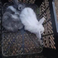 بچه خرگوش لپ