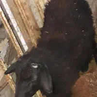 گوسفند نزاییده چاق.بره