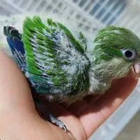 طوطی راهب زرد سفید آبی و پسته ای|پرنده|اهواز, شهرک شهید عباس پور|دیوار