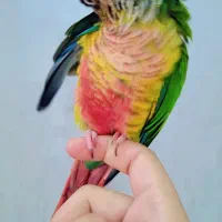 طوطی  گرینچیک دستی نر باتست یلوساید|پرنده|مشهد, کوی سیدی|دیوار